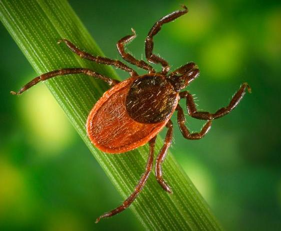 A deer tick is special type of tick that travels and feeds off of deer in the forest. Borrelia burgdorferi bacteria are found in both deer and deer ticks, but Lyme disease only occurs in people.