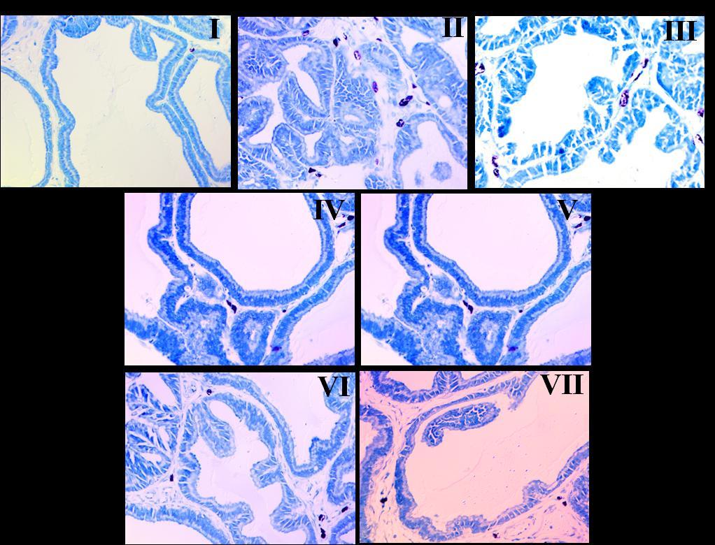 3.8 Effect of daidzein and luteolin on mast cell infiltration. Toluidine blue staining was used to visualize the inflammation cells in prostate interims of mast cell infiltration.