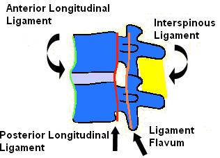Vertebral Ligaments Tough elastic fibers Connect vertebrae as one