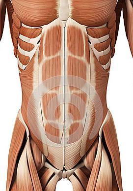 Musculature - Abdominals Provide stabilization Maintain vertebral alignment Allows voluntary movement Support