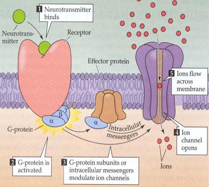 Physiology 19 5 - The concentration of the hormone. - And the abundance of target cell receptor. So, if we have a large quantity of the hormone but without receptors, then we ll get no action.