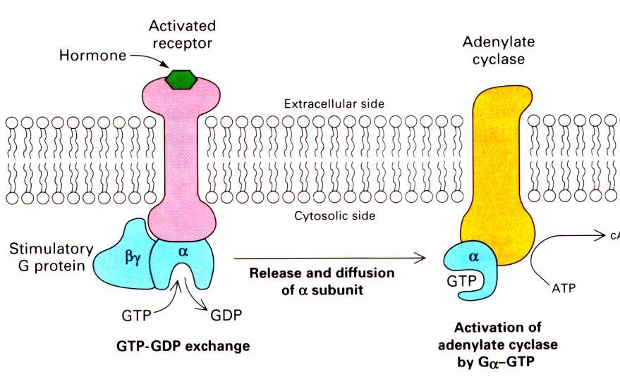 Physiology 19 6 The G-protein is a membrane receptor, in fact it is an integral protein, and it has extracellular and intracellular binding sites.