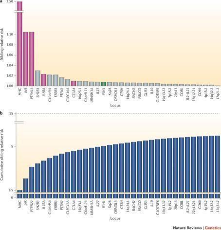 HLA genotype MHC (90%) Chromosome 6p21,3 DR3-DQ2/DR4-DQ8 Similarity with celiac disease Non-HLA INS (10%)
