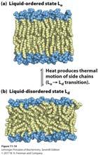 Depending on their composition and the temperature, the lipid bilayer must maintain a