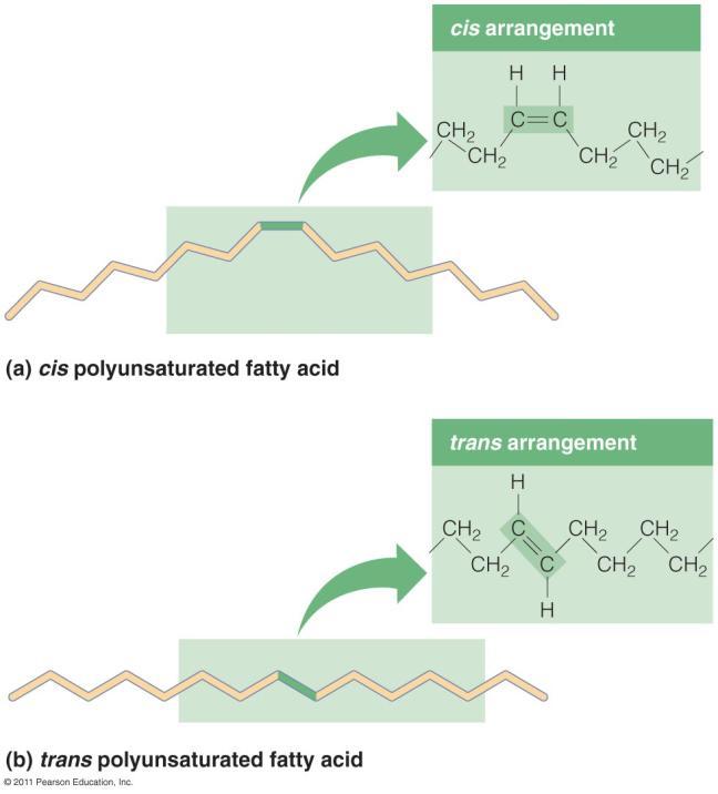Triglycerides Hydrogenation: hydrogen atoms are added to unsaturated fatty acids.