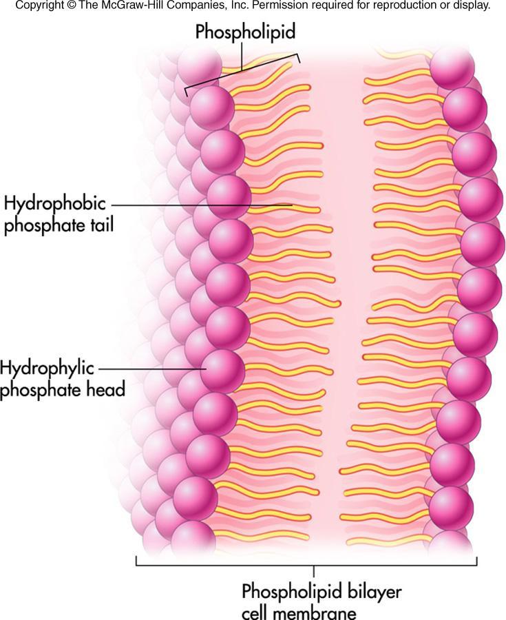 Phospholipids Functions The hydrophilic head of phosphate is attached to water, and the fatty acid tail of phospholipids is attached to fats.