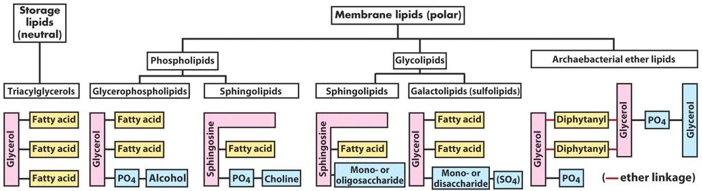 Lipids are mainly insoluble in water, soluble in organic solvents Uses in cell: Storage (fatty acids, oils, triacylglycerols, waxes)