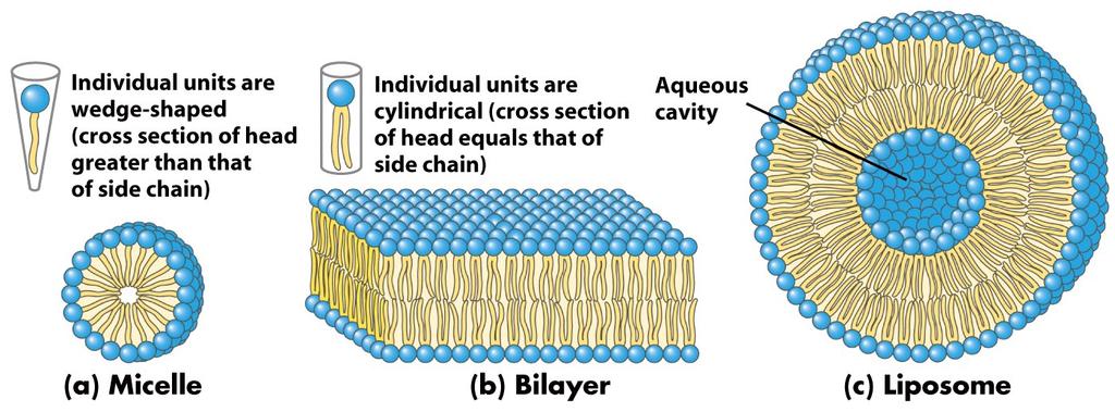 Structural in Membranes Membrane lipids are amphipathic (amphiphilic) - one end is hydrophobic and the other is hydrophilic Directs packing into micelles, bilayers (membranes), liposomes Membrane