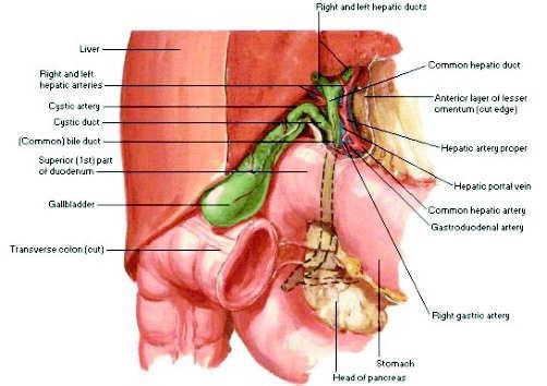 Davis Objectives Review anatomy and landmarks Scanning Technique: Gallbladder