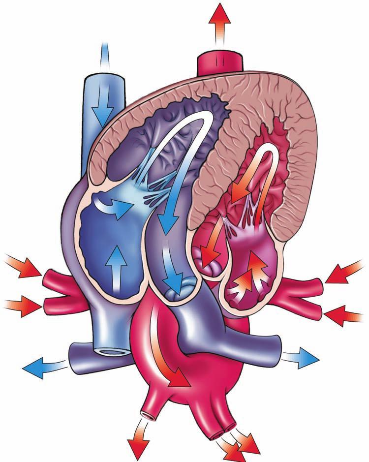 350 EMERGENCY MEDICAL TECHNICIAN The one-way valve that separates the atria and ventricles prevents the backflow of blood and enables a one-way flow of blood through the heart (Fig. 18-1).