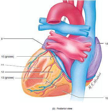 Now in the posterior view of the heart we see the 4 pulmonary veins also pulmonary artery, the aortic arch coming from anterior to posterior, the superior and inferior vena cava, the coronaries are