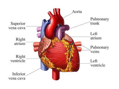 Size The heart is a fist-sized muscle with four chambers: