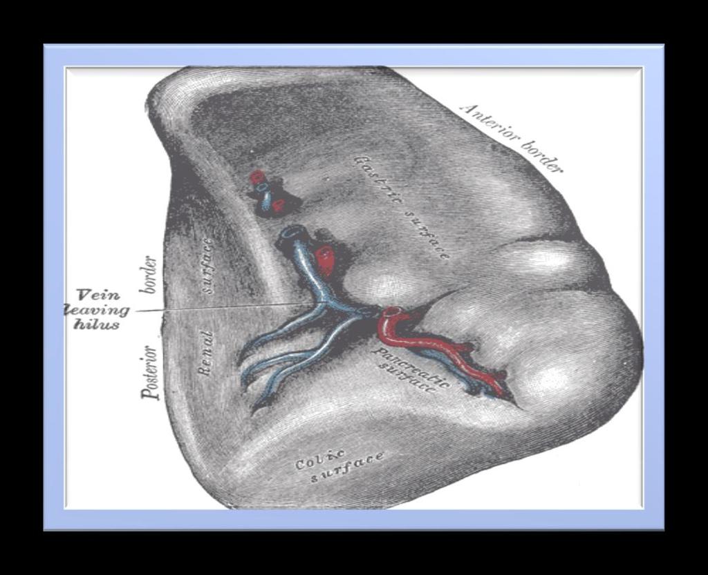 It is divided by a ridge into:- 1- An anterior or gastric 2- A posterior or renal portion.