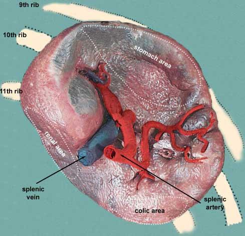 Hilum of spleen - Splenic. A ant - Splenic. v post - Tail of pancreas Borders of spleen 1- Superior or anterior Border - It is free - Sharp - Thin - Often notched(sup.