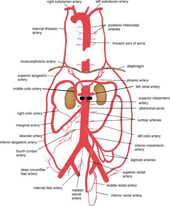Paired branches right &left 1 front 4 back 3 side of aorta testicular or ovarian artery at level L2- at the same level of renal vessels -. *testicular.