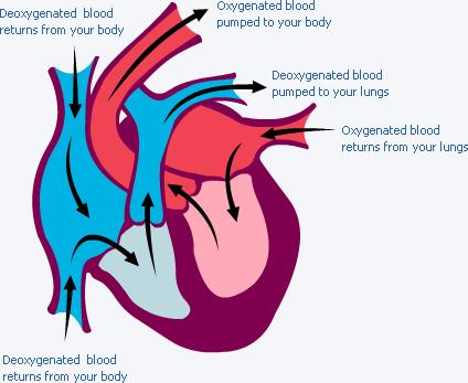 THE PATH OF BLOOD THROUGH THE HEART 1. Blood LOW IN OXYGEN ( deoxygenated ) enters the RIGHT ATRIUM through the SUPERIOR (top) and INFERIOR (bottom) VENAE CAVAE, the body's largest veins. 2.