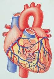CORONARY ARTERIES and VEINS Recall: the heart is made of cardiac muscle.