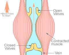 Veins contain prevent the backward flow of blood when they are closed.