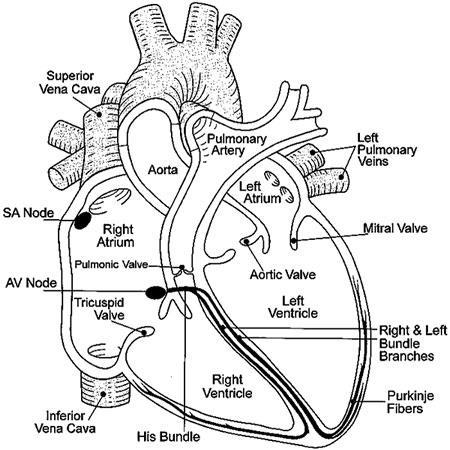Four flap-like valves - Control the direction of blood flow inside the heart and allow it to only flow one way - Atrioventricular valves (AV valves) allow blood to flow from the atria to the
