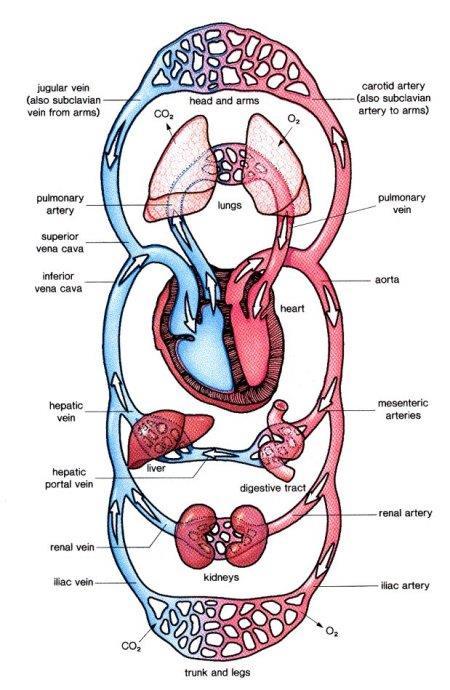 5 Blood Flow Through the Heart 1. Deoxygenated blood from the superior vena cava and inferior vena cava enter the right atrium. 2.