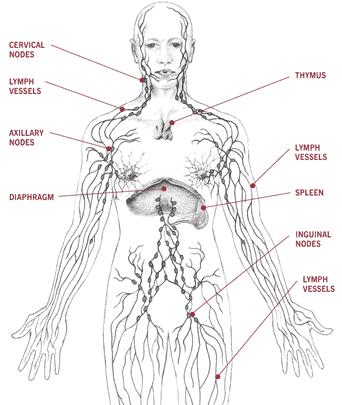 7 Lymphatic Circulation - Network of glands and vessels throughout your body - Contains a fluid called lymph - Helps maintain the balance of fluids in the body - Works with white blood cells to help