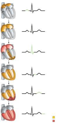 Ventricular volume (ml) Pressure (mm Hg) Q S Q S Q S Q S Q S SA node R P T 1 Atrial depolarization, initiated by the SA node, causes the P wave.