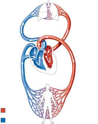 To the lungs and back reoxygenate the blood, transport Venae cavae atrium Circuit arteries ventricle Heart Left atrium Systemic Circuit Left ventricle Capillary beds of lungs