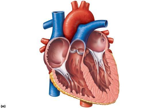 Circumflex artery Left coronary artery (in coronary sulcus) Left ventricle Great cardiac vein Anterior interventricular artery (in anterior interventricular sulcus) Apex Aorta Left pulmonary artery