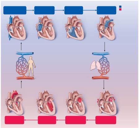 Pathway of Blood Through Heart and Connected Vessels Superior vena cava (SVC) Inferior vena cava (IVC) Coronary sinus atrium Tricuspid ventricle semilunar trunk Oxygen-poor blood Oxygen-rich blood
