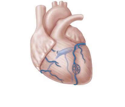 Superior vena cava Anterior cardiac veins Great cardiac vein Coronary sinus Small cardiac vein Middle cardiac vein 2016 Pearson