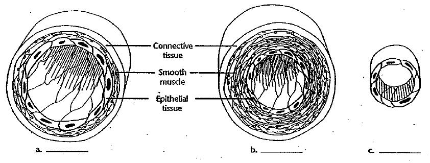 A Closer Look at Vessels (pages 107-112) 1. Label the diagram and names of the three kinds of blood vessels. a. b. c. 2.
