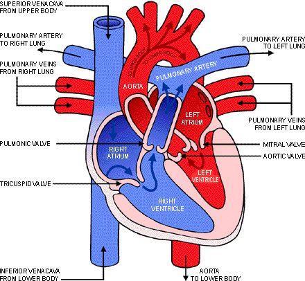 APEX Label the Arteries