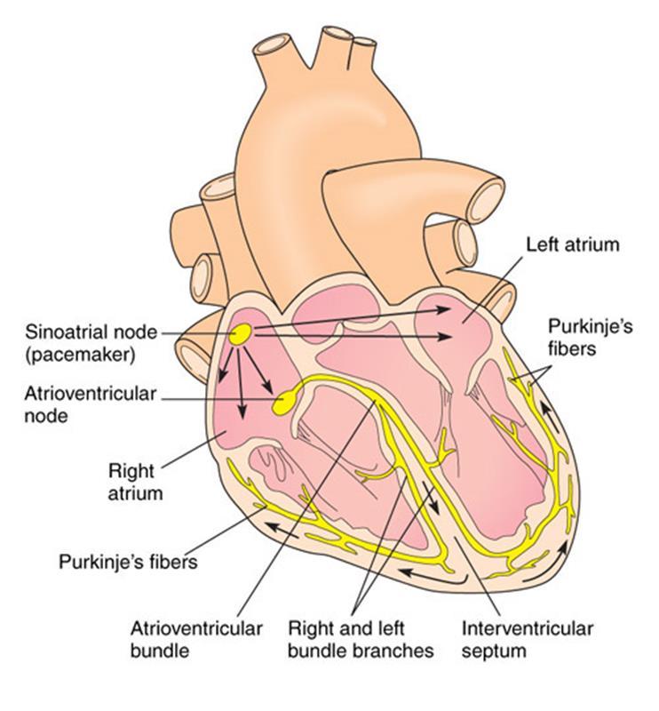 Conduction System Sinoatrial node (Pacemaker) Atrioventricular node Bundle of His Right and Left