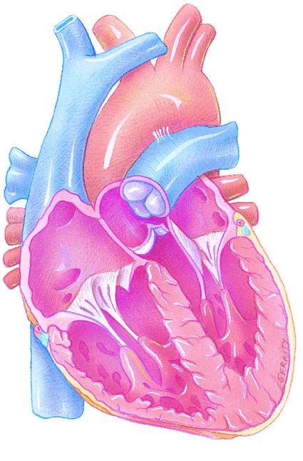 The Heart The Heart Pumps blood through the blood vessels to all body cells. Is covered by a protective sac called the pericardium.