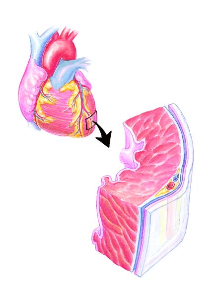 Layers of the Heart Layers of the Heart Inside the pericardium, the heart has three layers of tissue.