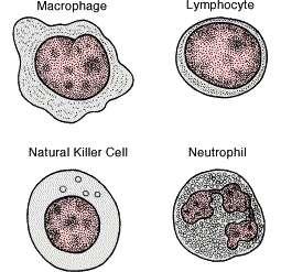 (Components) Red Blood Cells (RBC): Characteristics: -Most abundant blood cell (highest in #)