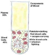 Characteristics: -Liquid part of blood (90% H2O, 10% gases, salts,
