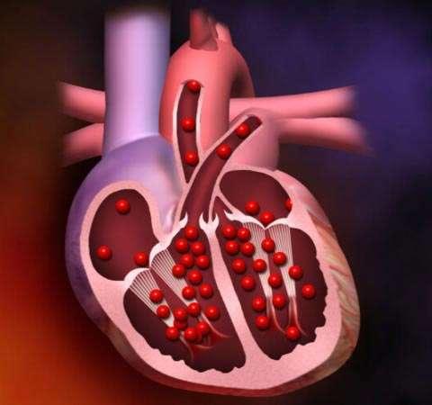 The Circulatory