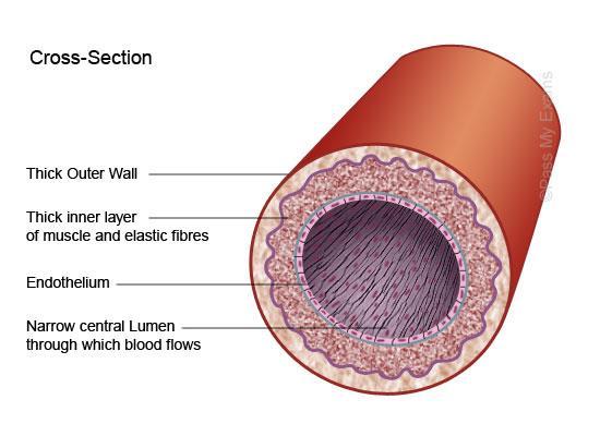 Arteries A single large artery (aorta) leaves the heart and branches into major arteries that carry blood around the body Smallest branches are arterioles Walls of arteries have three layers of