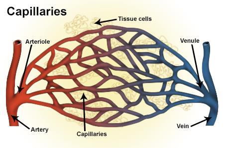 Capillaries Arterioles branch further into smaller blood vessels called capillaries when it reaches the tissues of the body Capillaries form networks of blood vessels that supply oxygen and nutrients