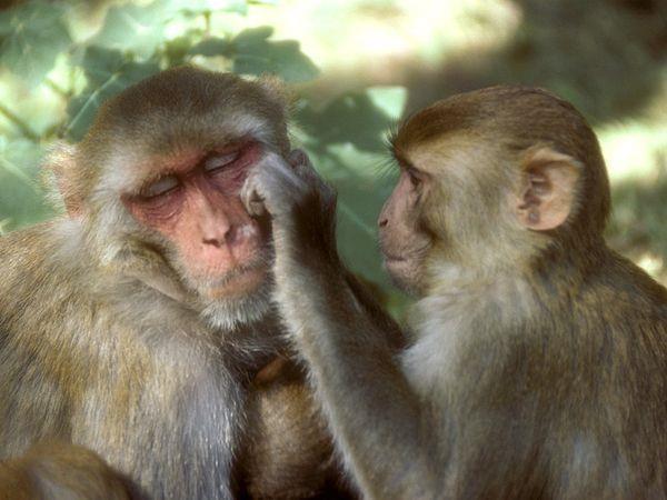Rh factor In 1940, the Rh factor was discovered as a result of studying Rhesus monkeys.