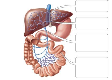 Hepatic Portal System Inferior vena cava Capillary bed in liver Hepatic veins Liver Stomach Large intestine Capillary bed in intestine Small intestine Step 4: Hepatic veins deliver blood to the