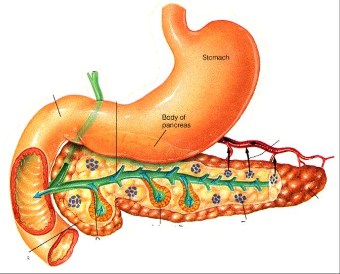 PANCREAS 20 COMMON BILE DUCT: from cystic (gall bladder) and hepatic (liver) ducts MAIN Duodenum DUCT BODY