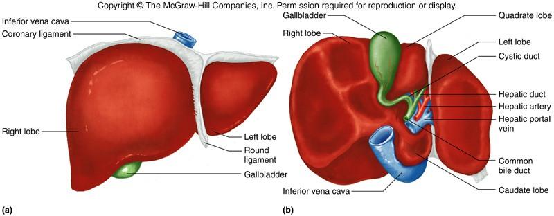 GALL BLADDER and LIVER