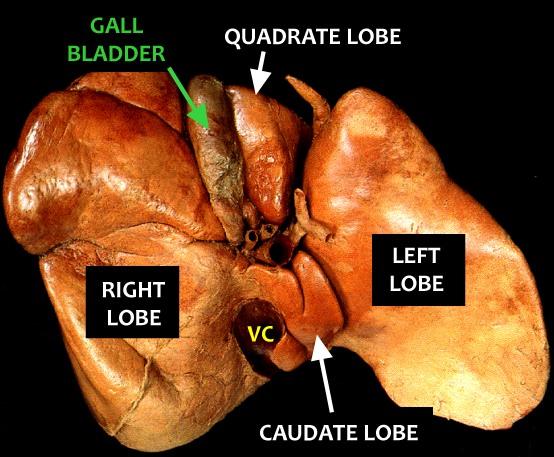 GALL BLADDER and