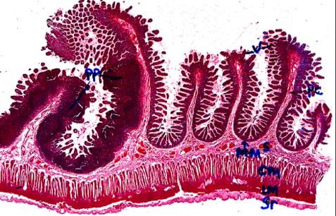 SMALL INTESTINE DUODENUM (Small Intestine) 10 inches; 25 cm. Small Intestine: Duodenum > Jejunum > Ileum Typical Digestive Tract Layers.