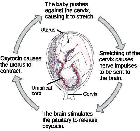 Figure 33.3.2: The birth of a human infant is the result of positive feedback. State whether each of the following processes is regulated by a positive feedback loop or a negative feedback loop. 1.