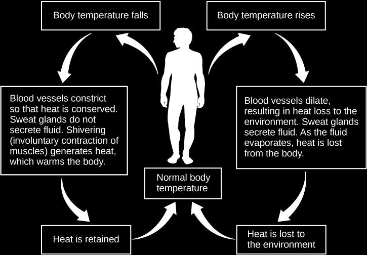warming blood returning to the heart. This is called a countercurrent heat exchange; it prevents the cold venous blood from cooling the heart and other internal organs.