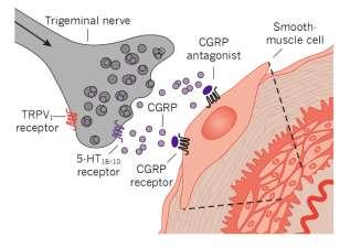 Triptans suppress CGRP release from trigeminal nerves Sumatriptan acts via