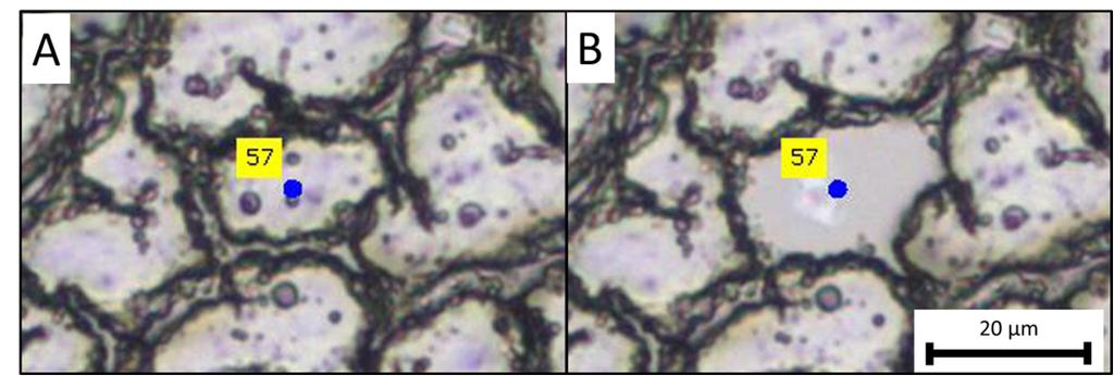 Figure 23: LCM of a single mouse liver cell from fresh frozen mouse liver tissue on a Director slide. (A) Cell marked for dissection. (B) Tissue after dissection of a single cell.